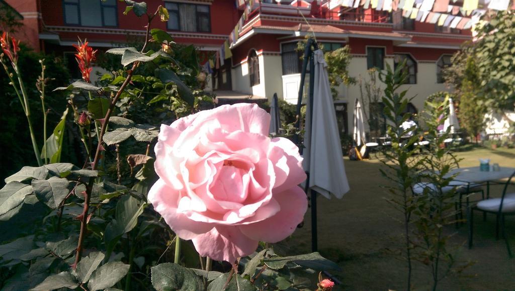Rokpa Guest House Katmandu Dış mekan fotoğraf